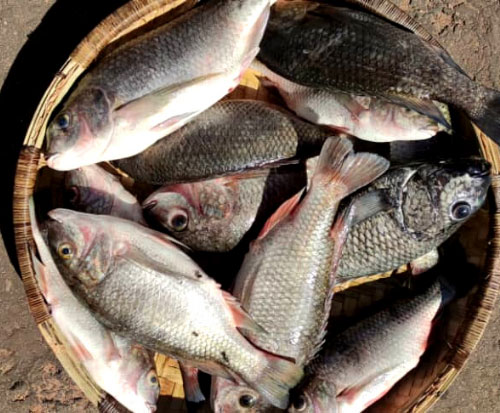 Female fish sellers | Fish Conservation in Lake Malawi