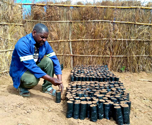 Farmer fills pots with soil to plant tree seeds in Malawi