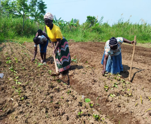 Three Malawian women prepare a field for growing sweet potato