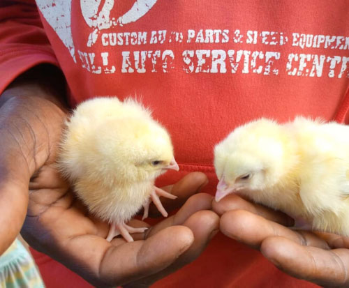 Buying baby chicks in Malawi to start a chicken business