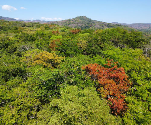 Ripple Africa work with forest conservation committees to protect forests in Malawi