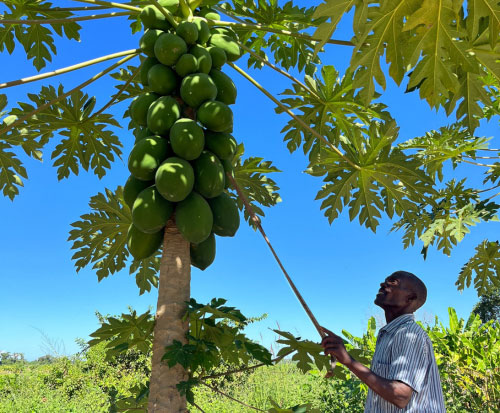 How Many Papayas Grow On A Tree
