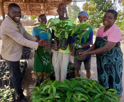 Mchaya Club have healthy seedlings growing in Malawi