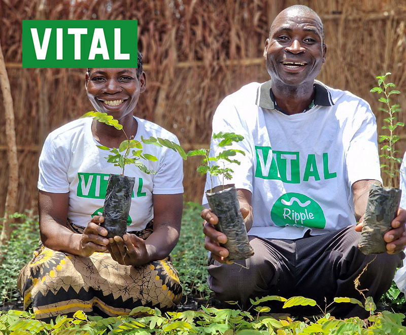 VITAL drinks are a corporate partner planting trees in Malawi