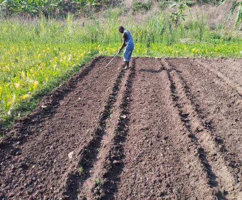 The neatest field to grow sweet potato vines in Malawi