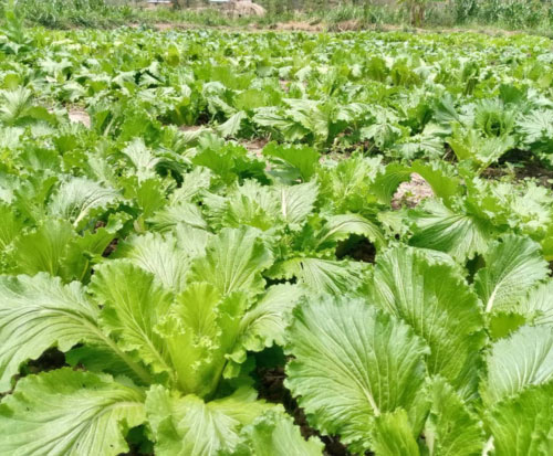 Growing vegetables to sell to buy chicks in Malawi