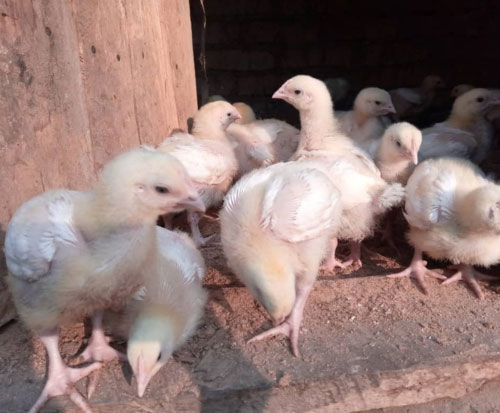 Healthy chickens sell for more money in Malawi