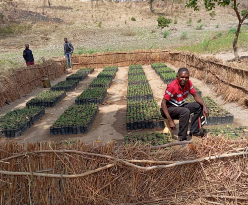 Samson is Mr Dedicated tree planter in Malawi