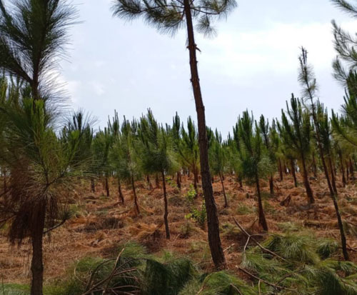 Trees that Samson has previously planted in Malawi