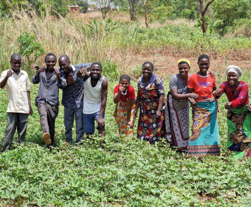 New multiplication farmers for improved sweet potatoes in Malawi