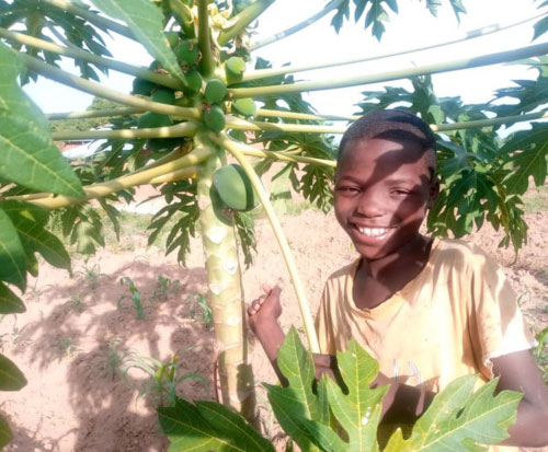 A little boy in Malawi is excited to see paw paw growing