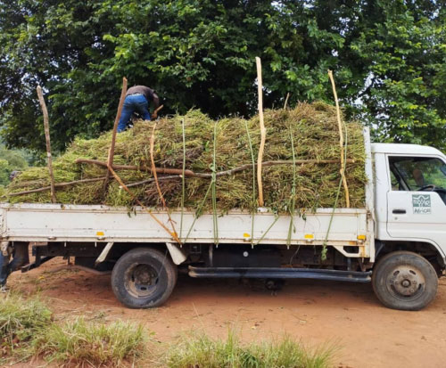 Bundles of sweet potato vines ready to distribute in Malawi