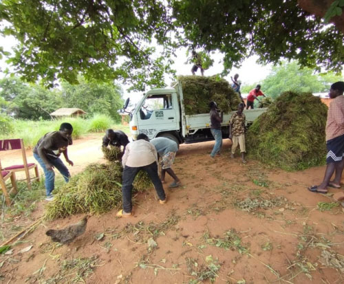 Farmers bundle vines for distribution in Malawi