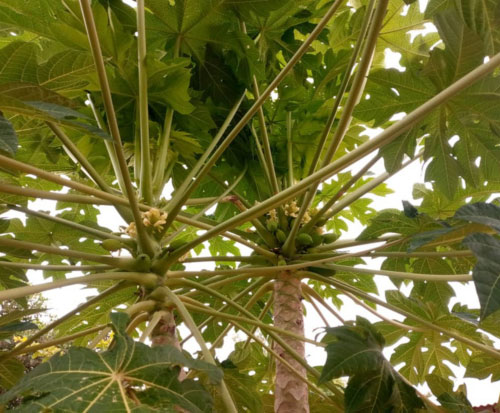 Paw paw trees are starting to bear fruit in Malawi