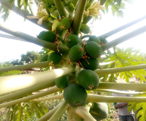 Paw paw trees in Malawi are starting to bear fruit after eight months