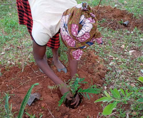 Tree farmer in Numeri Village planting a seedling