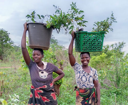 Women from Numeri Village carry tree seedlings in Malawi