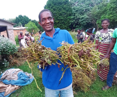 Families are planting their sweet potato vines in Malawi