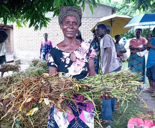Farmers are planting their sweet potato vines in Malawi