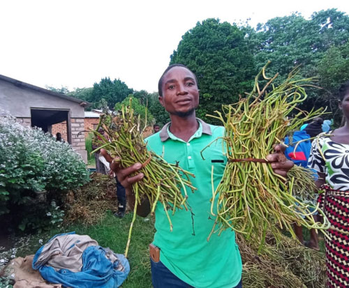 Sweet potato vines delivered to farmers in Malawi
