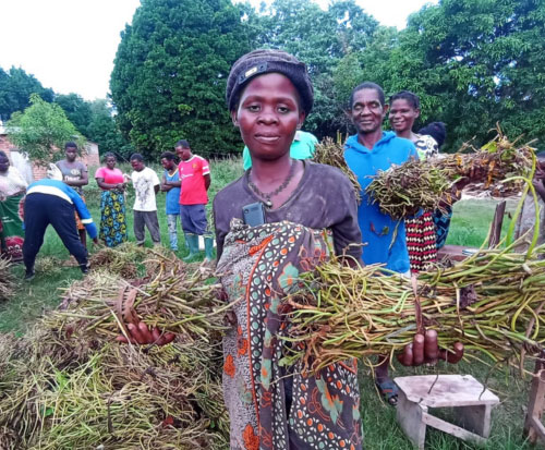 Sweet potato vines delivered to farming families in Malawi