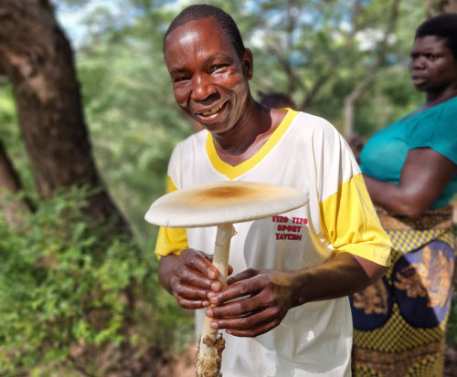 Mushrooms picked for lunch in Malawi