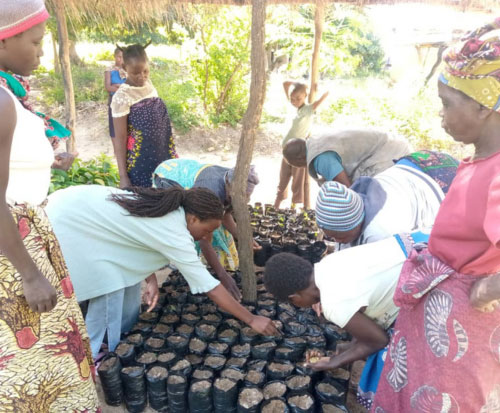 Sowing citrus fruit seeds in Malawi
