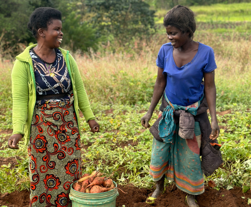 women with their sweet potatoes