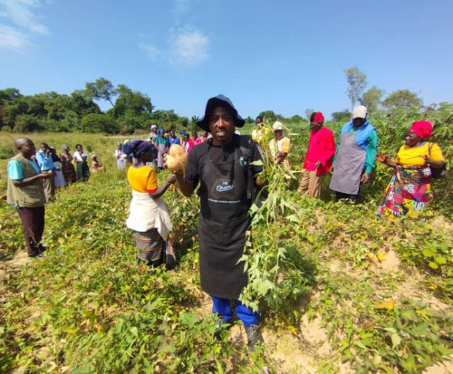 Farmers share experiences on the sweet potato project in Malawi