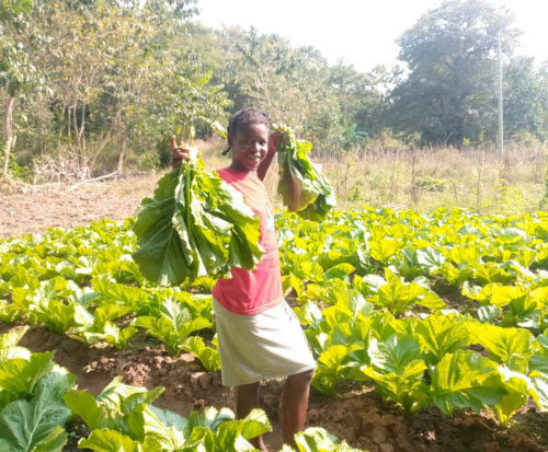 Harvesting vegetables to sell at market