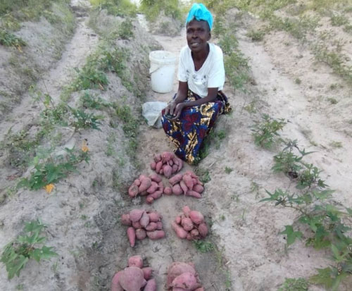 Sweet potatoes pay school fees in Malawi