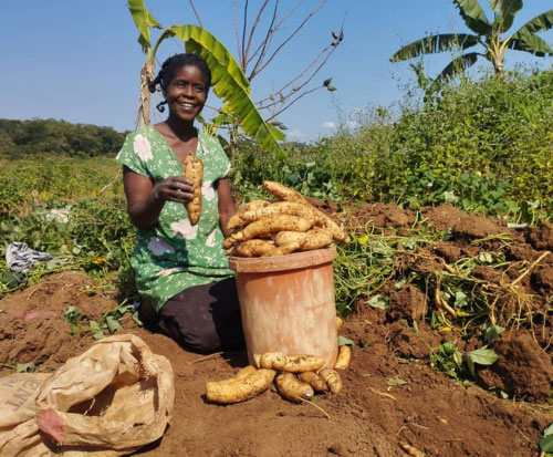 Words of wisdom saw Connis have a good harvest in Malawi