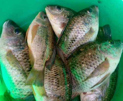 Fish being caught in Nkhata Bay District