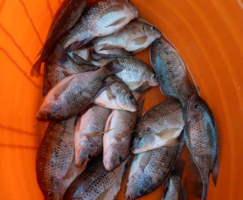 More species of fish being caught