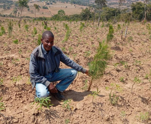 Pine trees growing in Malawi