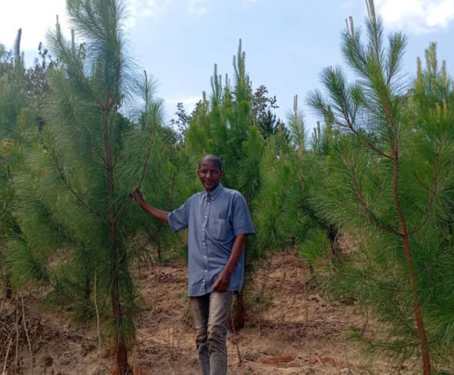 Pine trees planted three years ago