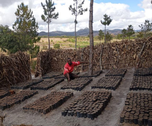 Robert is growing more trees this year in Malawi