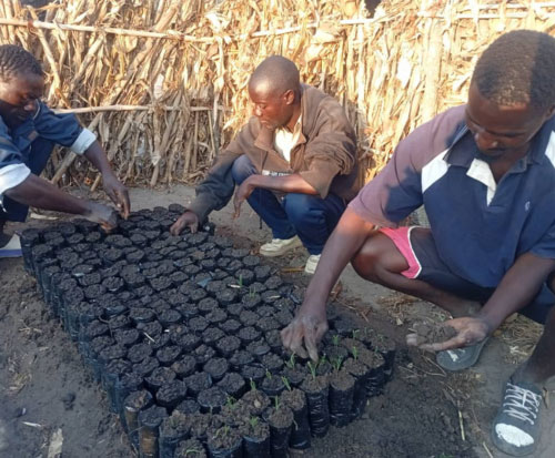 Transplanting teeny tiny seedlings in Malawi