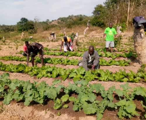 Fishy farmers are earning an income from their vegetables