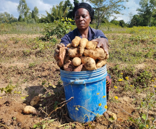 Thandiwe can sell her sweet potato crop to a feeding programme