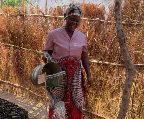 Tree planting member watering her seedlings