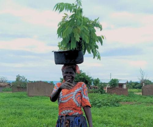 Margaret balancing a bucket of seedling on her head