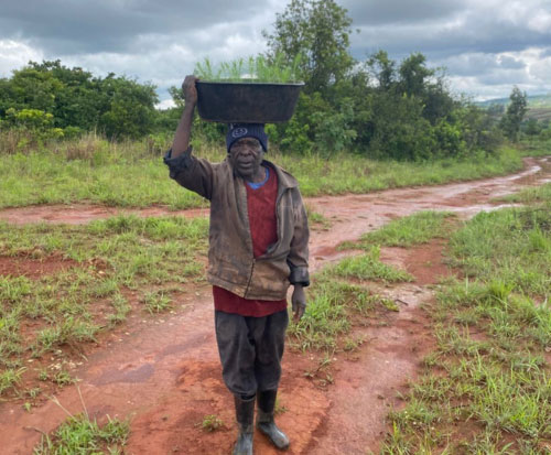 Mr Mguntha holding many seedlings ready to plant them out