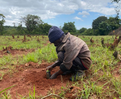Mr Mguntha planting out his seedlings