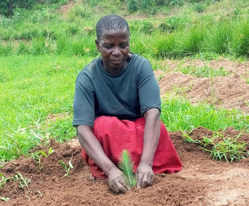 Wainesi planting her seedling