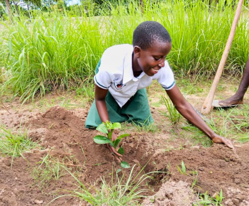 A schoolgirl plants a fruit tree