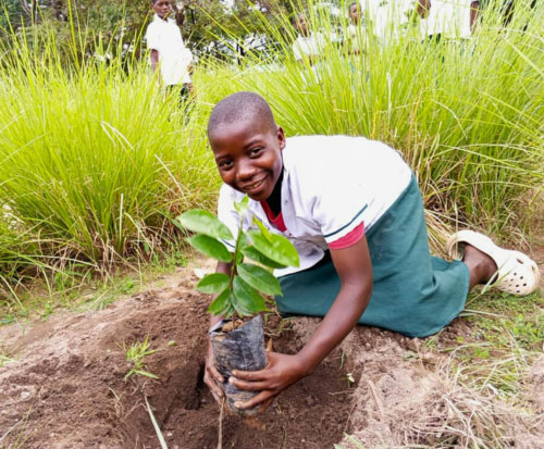 A schoolgirl smiles as she plants a fruit tree seedling