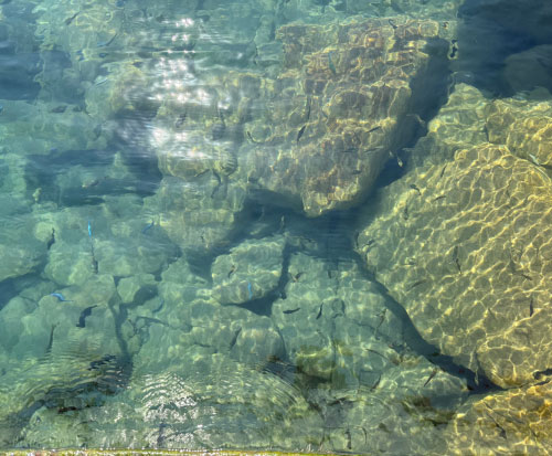 Cichlid fish in Lake Malawi