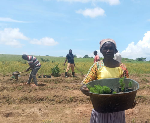 Aliness from Kajombo holding seedlings