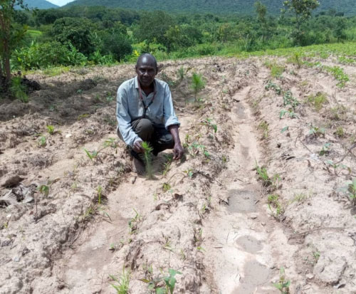 Davat in his field of planted seedlings